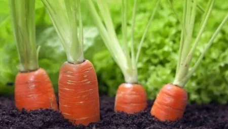 Все о подкормке моркови в июле. Чем подкормить морковь в июле. 3