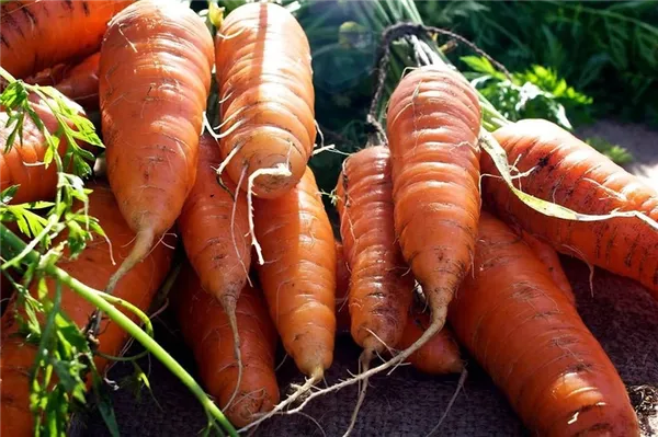 Все о подкормке моркови в июле. Чем подкормить морковь в июле. 5