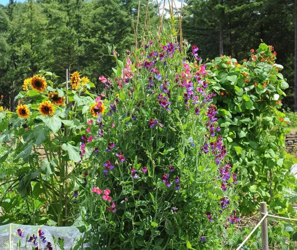 Как вырастить душистый горошек - любимый цветок английских садоводов. Душистый горошек как выращивать. 36