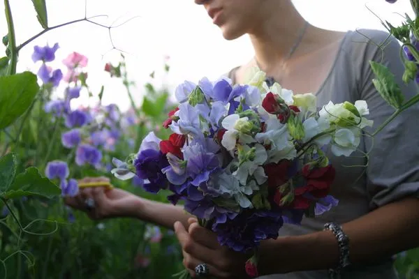 Как вырастить душистый горошек - любимый цветок английских садоводов. Душистый горошек как выращивать. 19