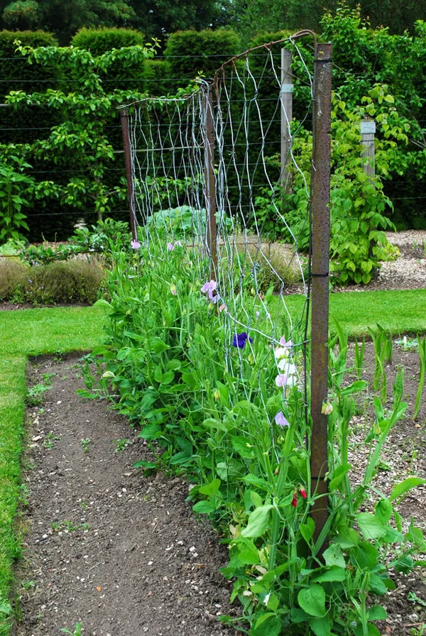Как вырастить душистый горошек - любимый цветок английских садоводов. Душистый горошек как выращивать. 25
