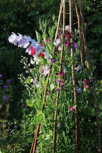 Как вырастить душистый горошек - любимый цветок английских садоводов. Душистый горошек как выращивать. 18