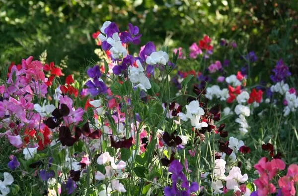 Как вырастить душистый горошек - любимый цветок английских садоводов. Душистый горошек как выращивать. 17