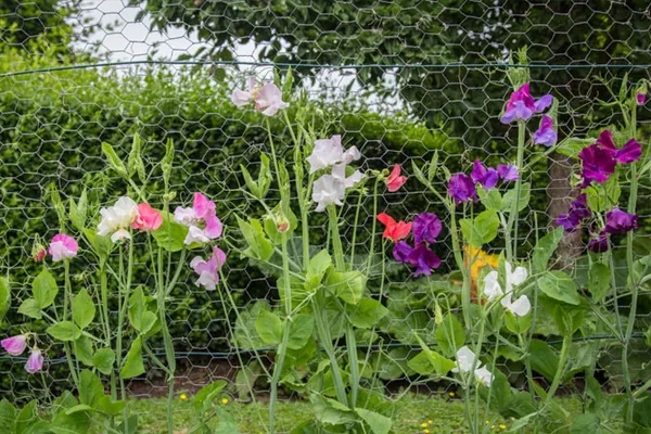 Как вырастить душистый горошек - любимый цветок английских садоводов. Душистый горошек как выращивать. 33