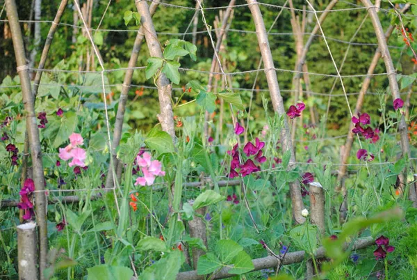 Как вырастить душистый горошек - любимый цветок английских садоводов. Душистый горошек как выращивать. 26
