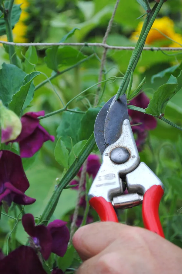 Как вырастить душистый горошек - любимый цветок английских садоводов. Душистый горошек как выращивать. 29