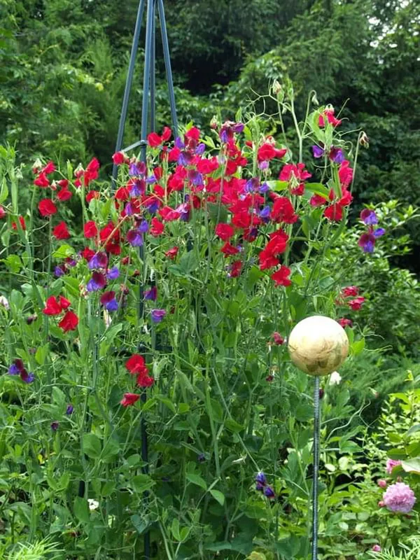 Как вырастить душистый горошек - любимый цветок английских садоводов. Душистый горошек как выращивать. 31