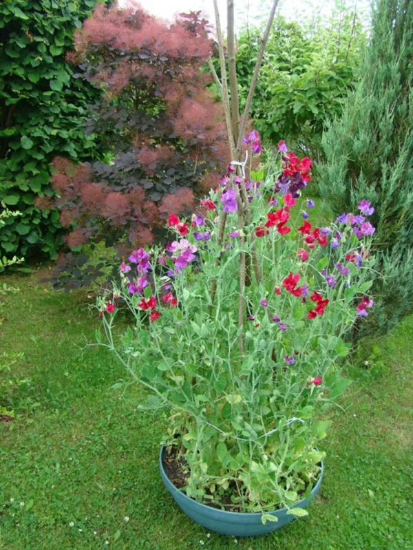Как вырастить душистый горошек - любимый цветок английских садоводов. Душистый горошек как выращивать. 22