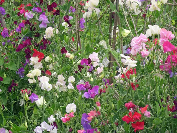 Как вырастить душистый горошек - любимый цветок английских садоводов. Душистый горошек как выращивать. 32