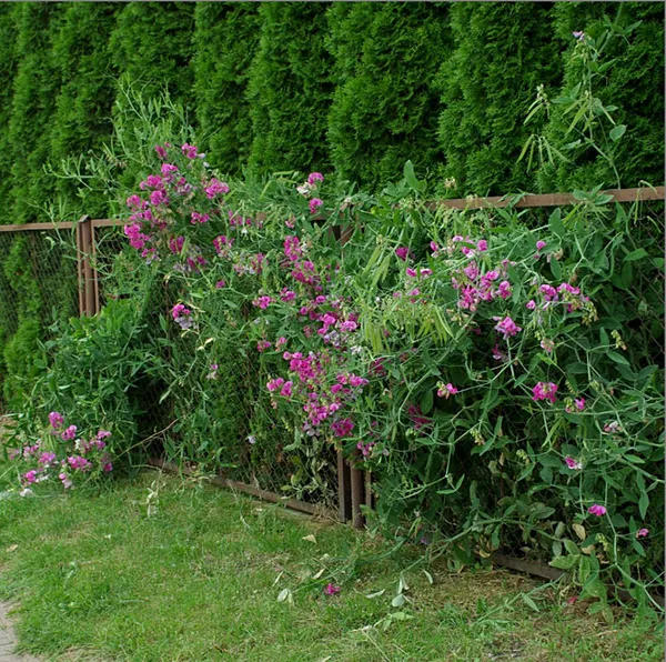Как вырастить душистый горошек - любимый цветок английских садоводов. Душистый горошек как выращивать. 35
