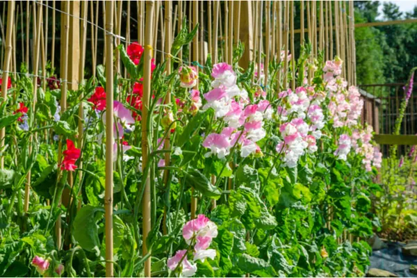 Как вырастить душистый горошек - любимый цветок английских садоводов. Душистый горошек как выращивать. 27