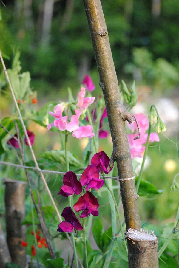 Как вырастить душистый горошек - любимый цветок английских садоводов. Душистый горошек как выращивать. 23