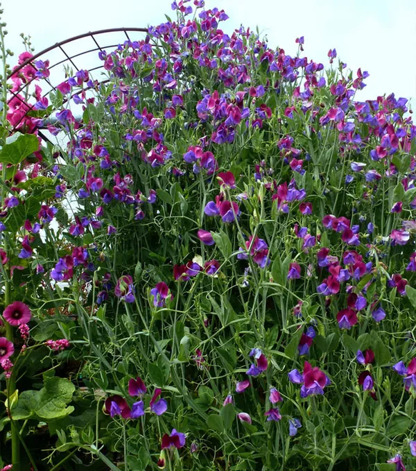 Как вырастить душистый горошек - любимый цветок английских садоводов. Душистый горошек как выращивать. 34