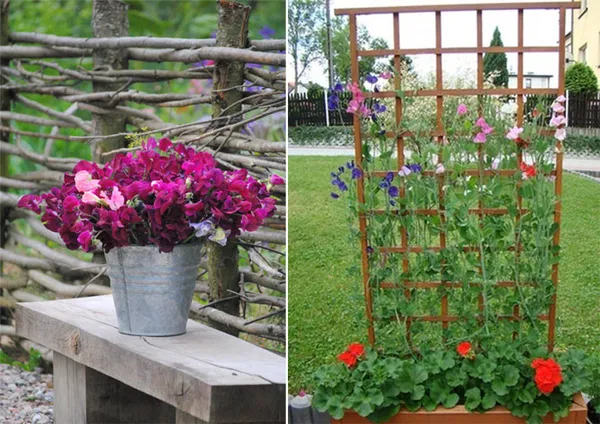 Как вырастить душистый горошек - любимый цветок английских садоводов. Душистый горошек как выращивать. 30