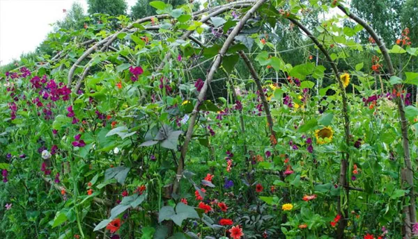 Как вырастить душистый горошек - любимый цветок английских садоводов. Душистый горошек как выращивать. 24