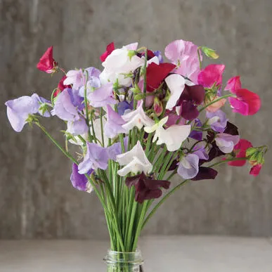 Как вырастить душистый горошек - любимый цветок английских садоводов. Душистый горошек как выращивать. 20