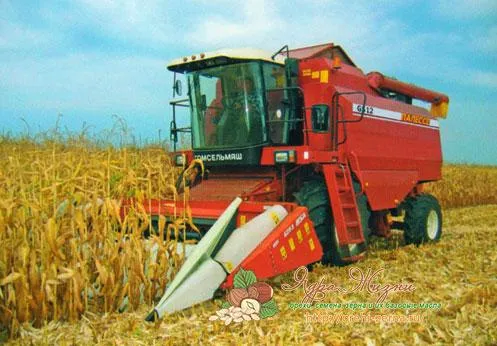 сбор кукурузы осенью
