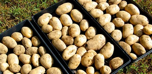 Хранение картофеля в первые дни