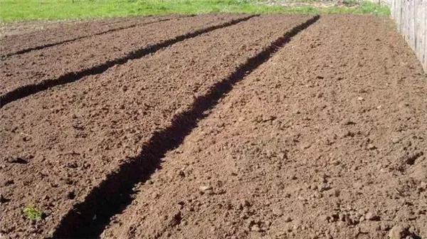 Готовим почву к посадке картофеля: какая нужна кислотность земли