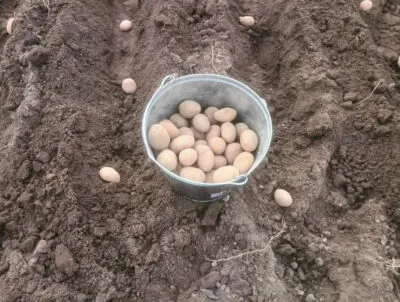 Готовим почву к посадке картофеля: какая нужна кислотность земли. Какую почву любит картофель. 2
