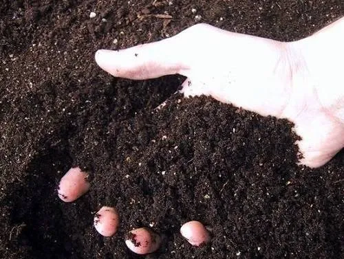 почва под картофель