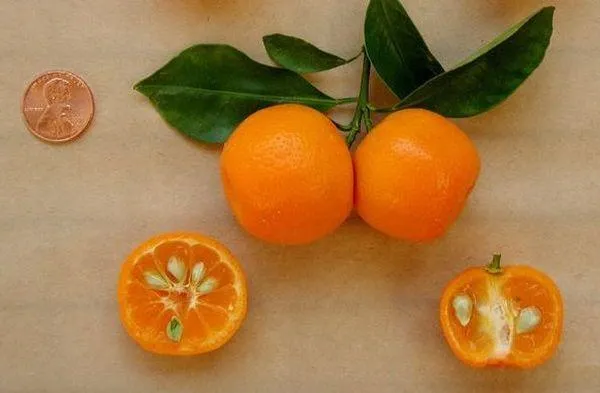 Плоды растения по вкусу напоминают апельсины