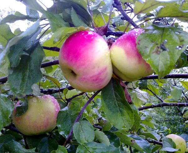 Сорта яблок – лучшие фрукты на любой вкус и цвет. Какого цвета бывают яблоки. 3