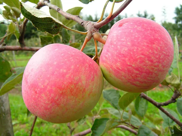 Сорта яблок – лучшие фрукты на любой вкус и цвет. Какого цвета бывают яблоки. 7