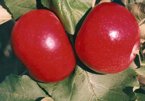 Три цвета яблок