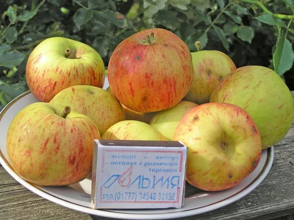Сорта яблок – лучшие фрукты на любой вкус и цвет. Какого цвета бывают яблоки. 8