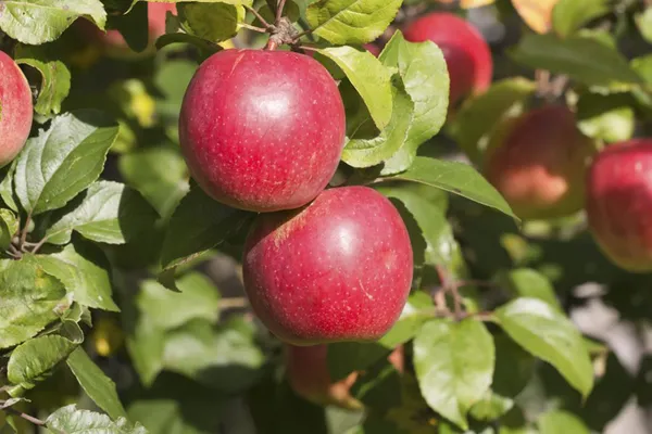 Сорта яблок – лучшие фрукты на любой вкус и цвет. Какого цвета бывают яблоки. 10