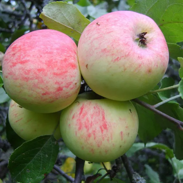 Сорта яблок – лучшие фрукты на любой вкус и цвет. Какого цвета бывают яблоки. 6