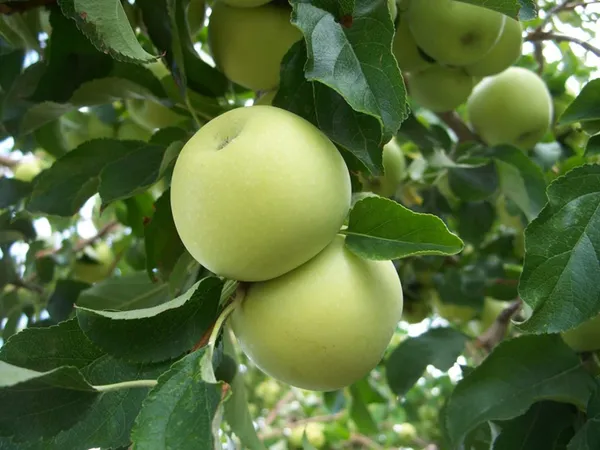 Сорта яблок – лучшие фрукты на любой вкус и цвет. Какого цвета бывают яблоки. 4