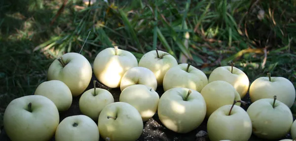 Сорта яблок – лучшие фрукты на любой вкус и цвет. Какого цвета бывают яблоки. 5