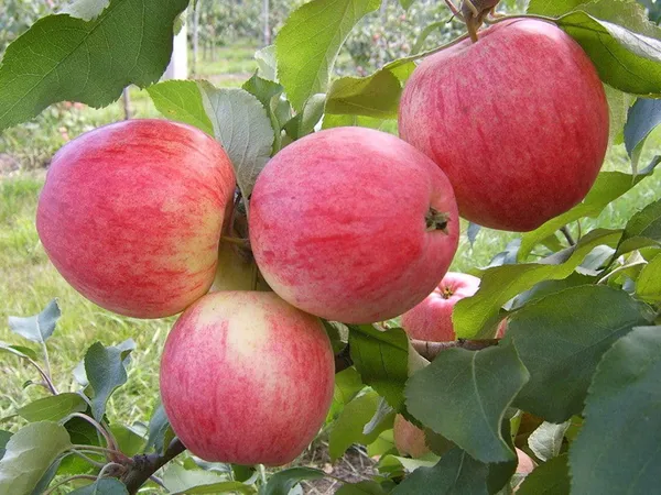 Сорта яблок – лучшие фрукты на любой вкус и цвет. Какого цвета бывают яблоки. 2