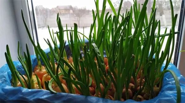Выращиваем Зеленый лук без земли к Новому году — 3 способа. Как посадить лук в опилки. 2
