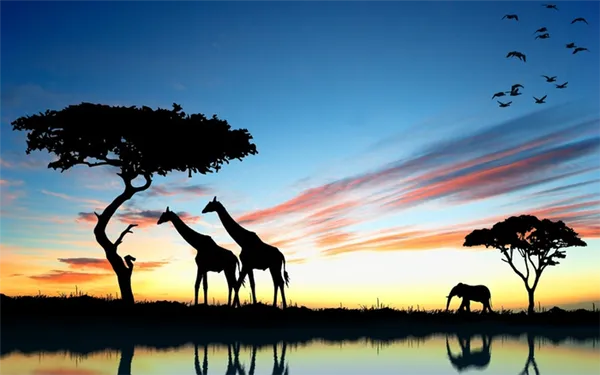 Самое высокое животное также обитает в саванне — это жираф. 