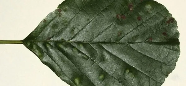 Обзор болезней и вредителей редиса. Почему у редиски краснеют листья. 7