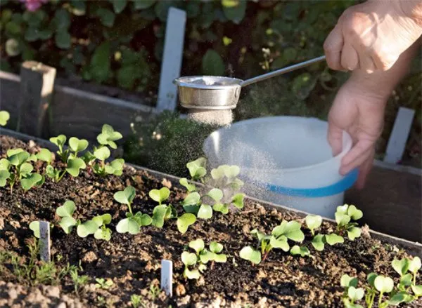 Распыление сухой смеси для защиты редиса от вредителей