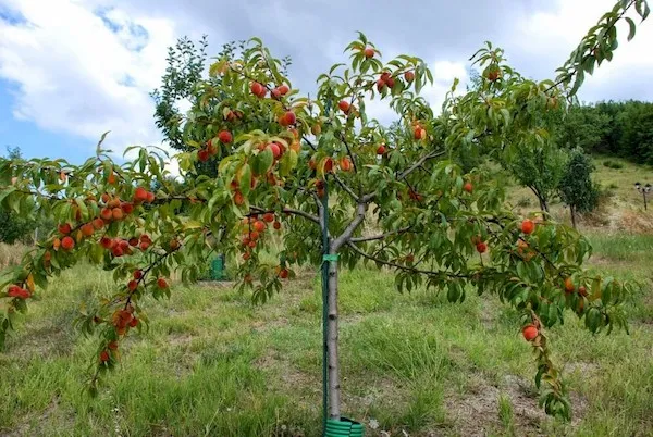 Выращивание персика