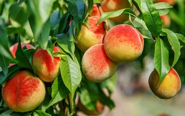 Персик с плодами