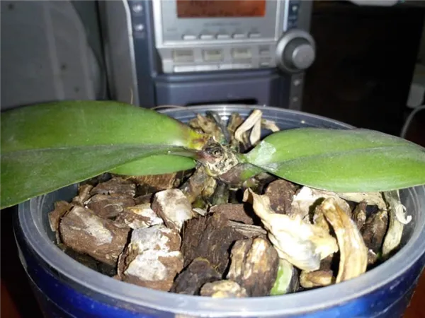 Орхидея засохла — что делать для спасения. Орхидея засохла как реанимировать. 4