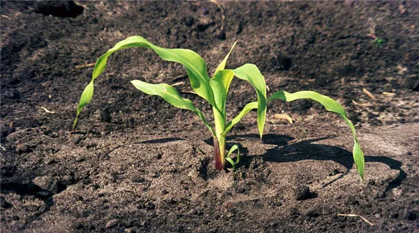 Как растет кукуруза: фото и этапы выращивания, советы опытных фермеров. Как растет кукуруза с початками. 4