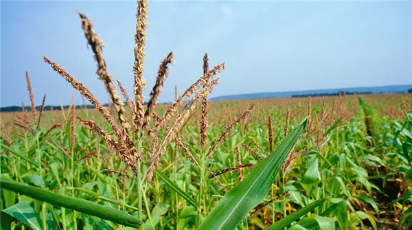 Как растет кукуруза: фото и этапы выращивания, советы опытных фермеров. Как растет кукуруза с початками. 3