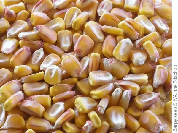 Зубовидная кукуруза