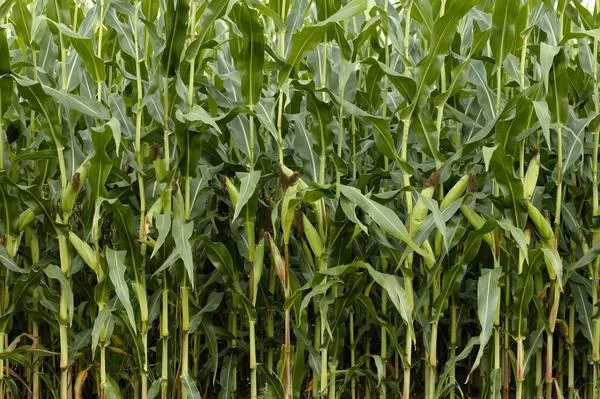 Когда кукуруза тесно посажена, это не очень хорошо сказывается на урожае