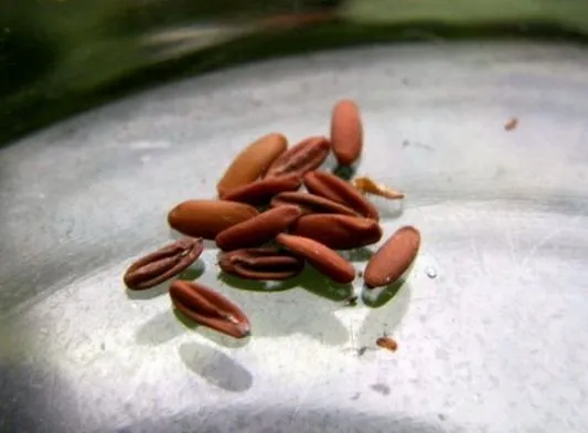 Выбираем и выращиваем лучшие сорта пеларгонии из семян в домашних условиях. Чем подкормить рассаду пеларгонии выращенную из семян. 4