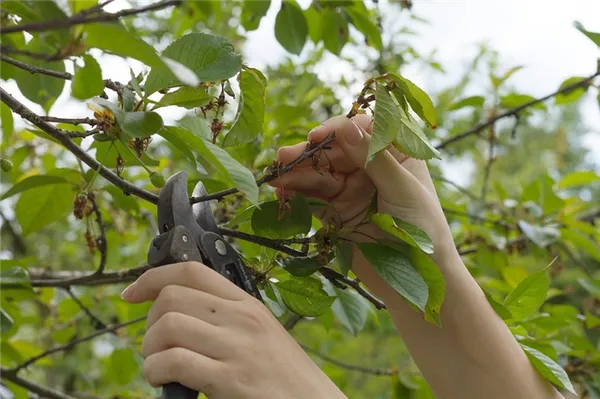 Особенности и технология обрезки вишни весной. Как обрезать вишню весной. 3
