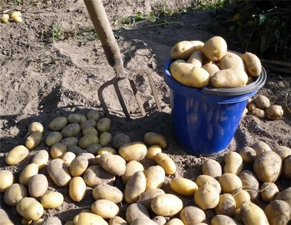 Особенности посадки картофеля под лопату. Как сажать картошку под лопату. 2
