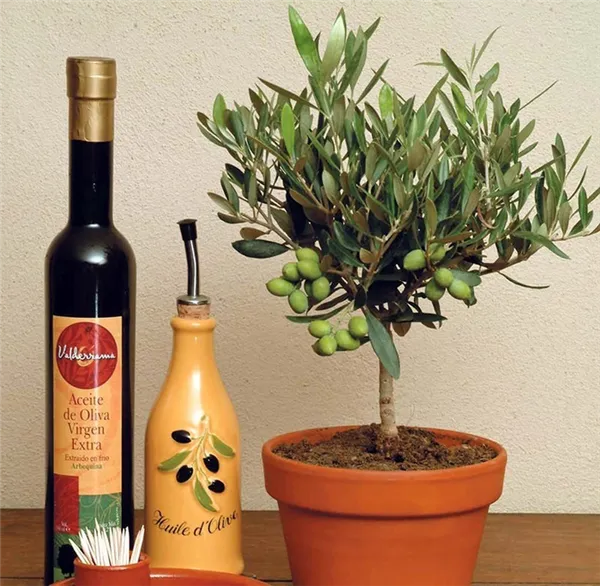 как вырастить оливковое дерево из косточки